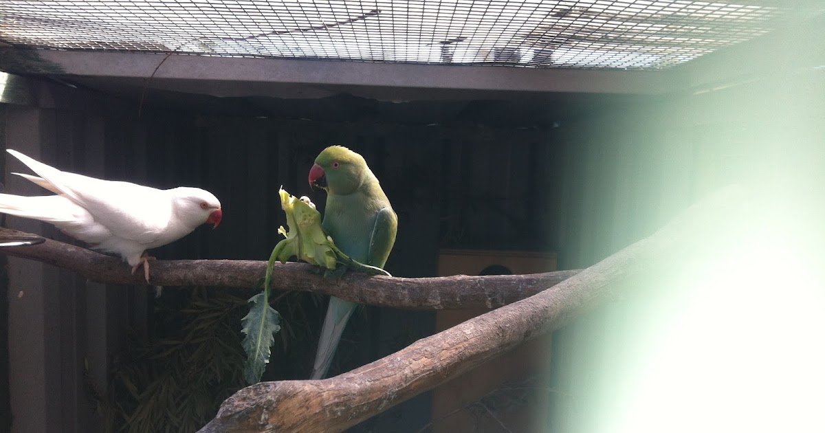 Parrot Breeding Indian Ringneck Feeding
